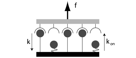 Adhesion cluster